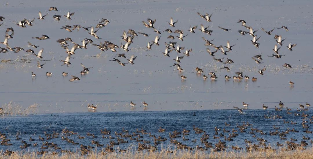 东城区第二污水处理厂地处龙凤湿地公园南侧湿地自然保护区北侧污水