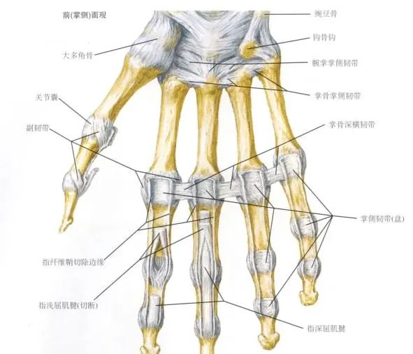 手指指间关节图片