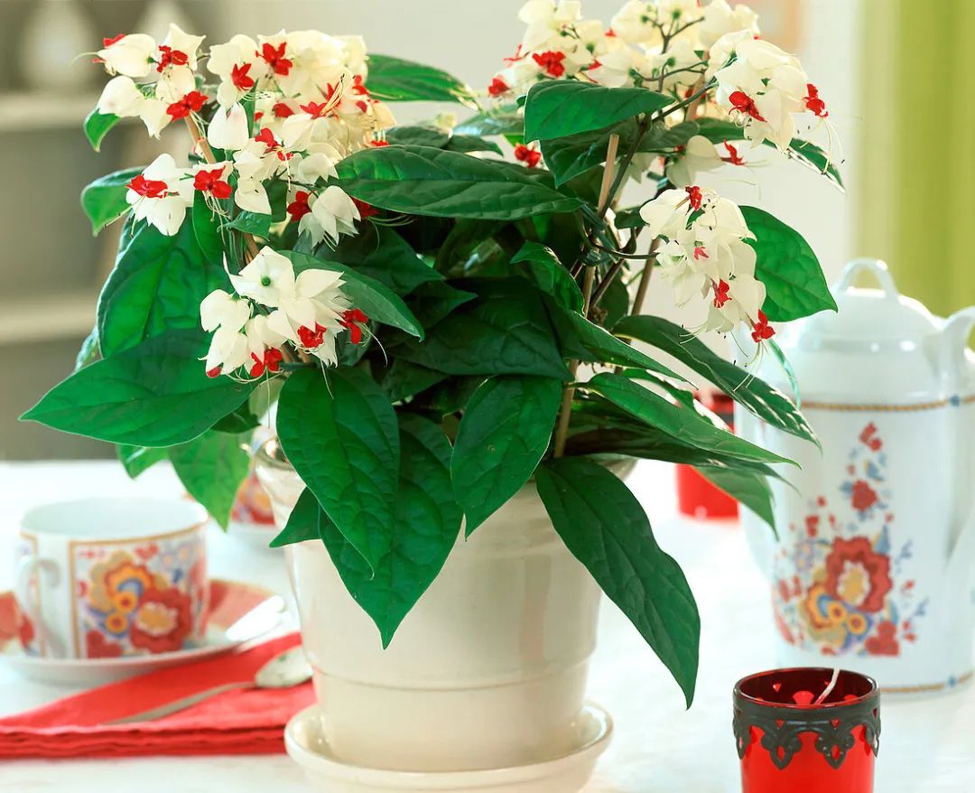 龙吐珠喜温暖环境,十分怕冷~丨小叶子有"花"招_澎湃号·政务_澎湃新闻