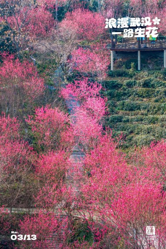 武汉有一山谷,现在开满鲜花_澎湃号·政务_澎湃新闻-the paper