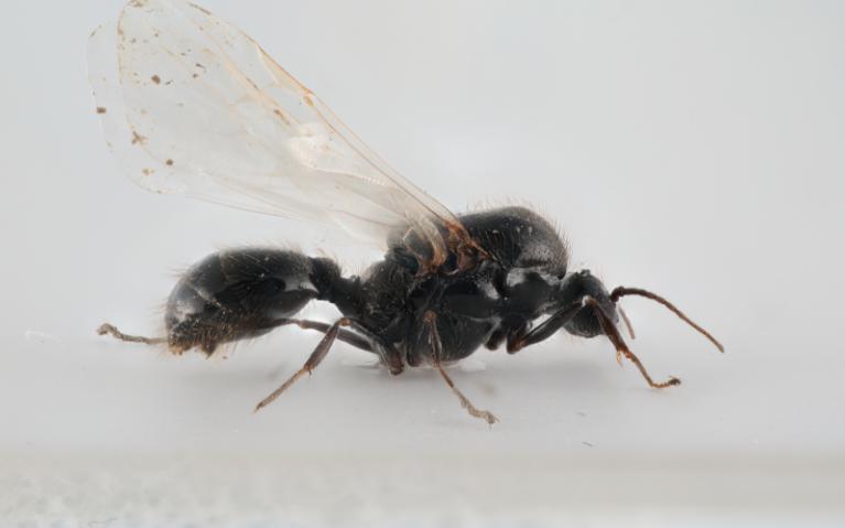 【检疫性有害生物】红火蚁如何辨识?