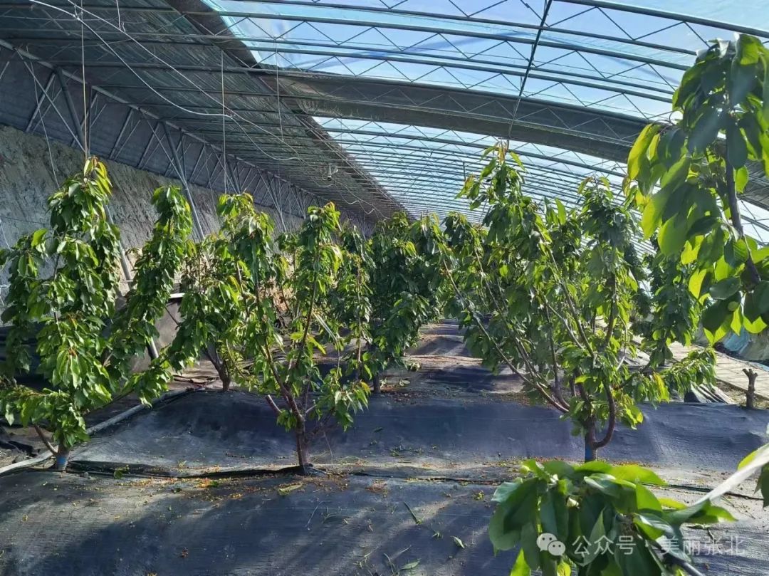 张北县郝家营乡:小小红樱桃 拓宽致富路_澎湃号·政务_澎湃新闻-the