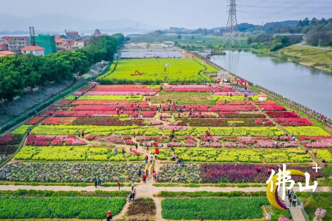 花都白坭图片