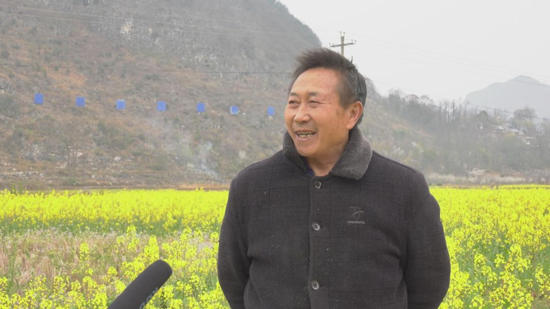 紫云:油菜管护正当时 飞防植保促增收_澎湃号·政务