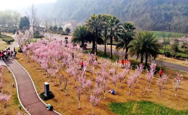 杜鹃(磨基山东部山谷)碧桃(运河公园景观长廊段)樱花(三峡植物园)