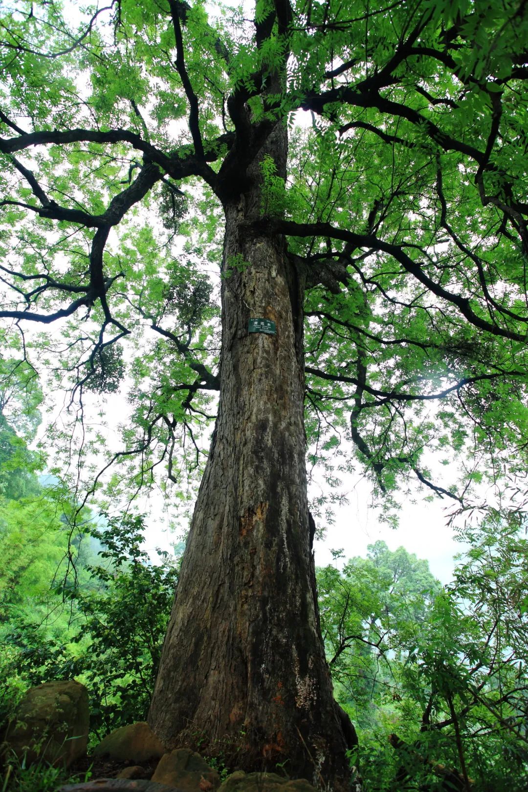 澎湃号·政务_澎湃新闻-the paper