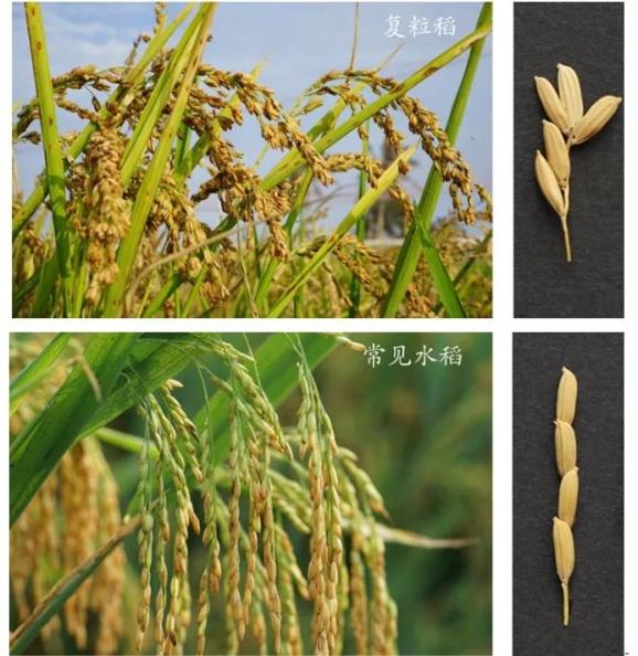 稻子和麦子的区别图片