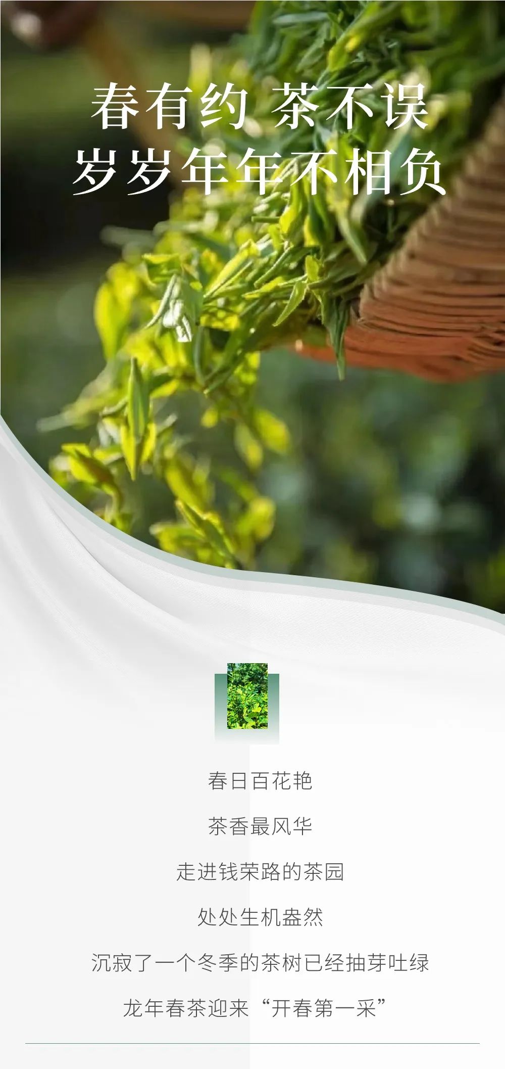 2024年无锡市区首轮春茶开采