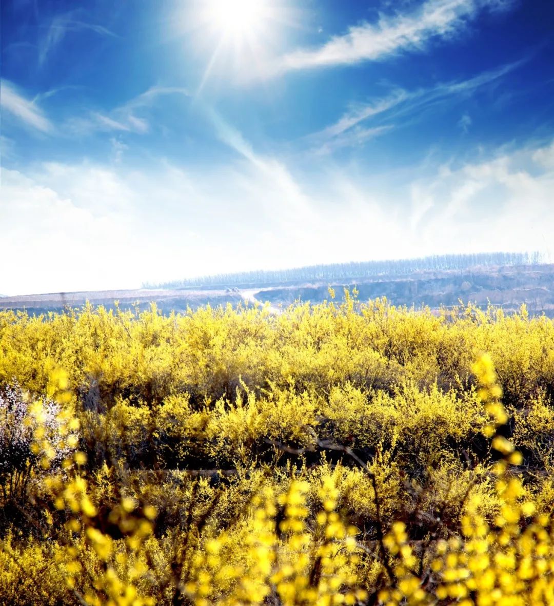 来河津,绛县开启一场赏花之旅_澎湃号·政务_澎湃新闻-the paper