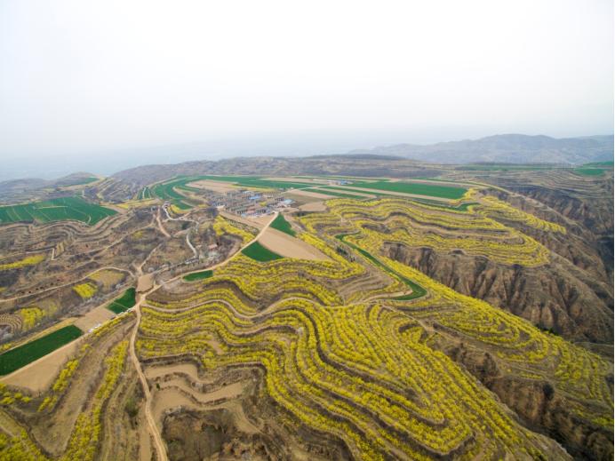 来河津,绛县开启一场赏花之旅_澎湃号·政务_澎湃新闻-the paper