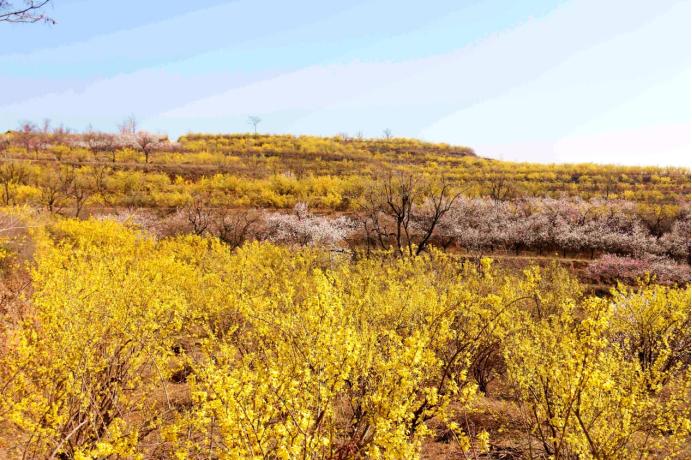 繁花似锦来河津绛县开启一场赏花之旅
