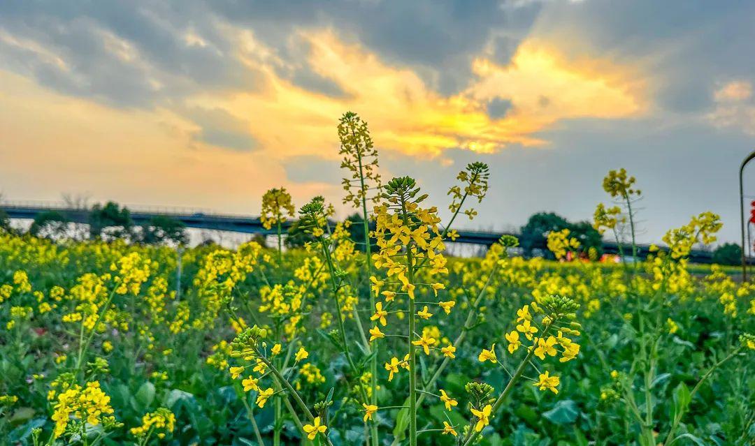 2022成都油菜花图片