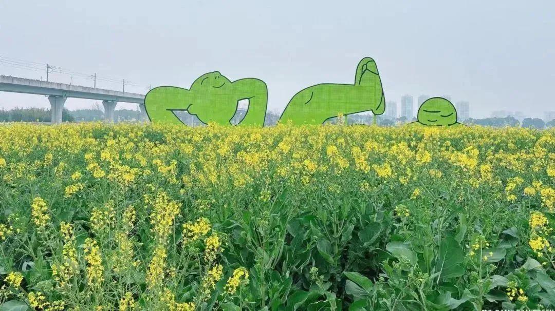 成都油菜花田火了!_澎湃号·政务_澎湃新闻-the paper