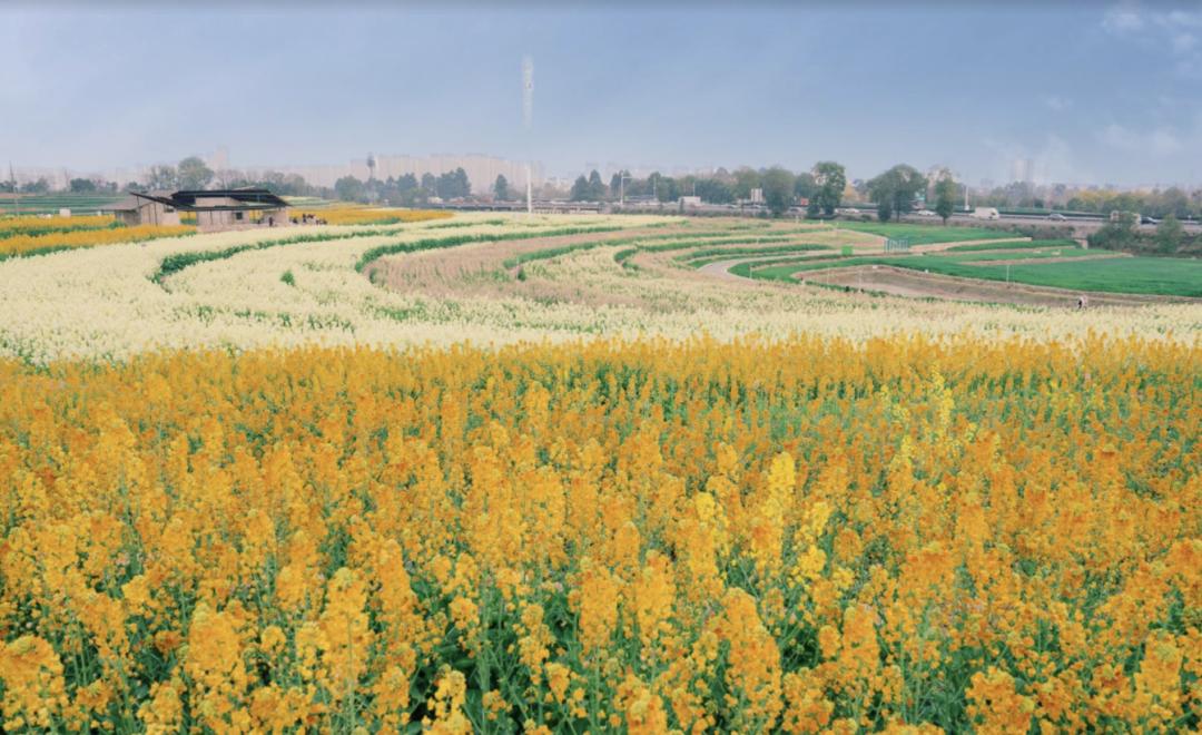 成都洛带油菜花景点图片