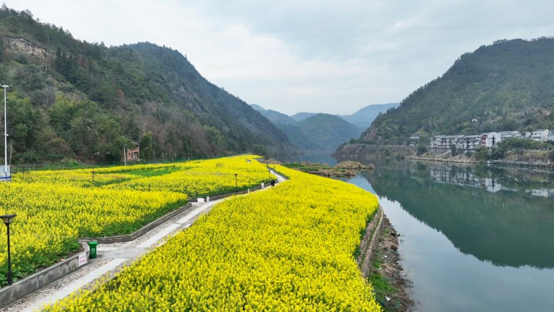 文成春日"顶流"来了!