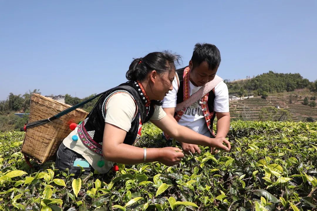 今年春季的雨水比往年少,春茶的产量也会比往年低,但价格却更可观