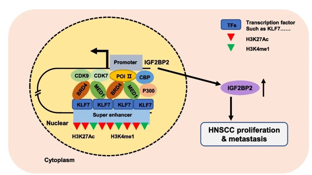 中山大学研究人员发文:促进癌症进展和转移的机制_澎
