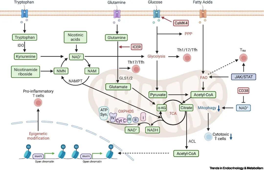免疫代谢:自身免疫性疾病发病机制与治疗新思路_澎湃号
