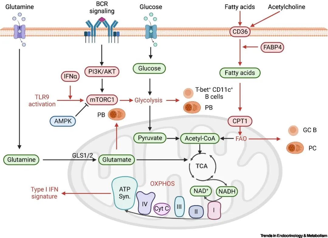 免疫代谢:自身免疫性疾病发病机制与治疗新思路_澎湃号