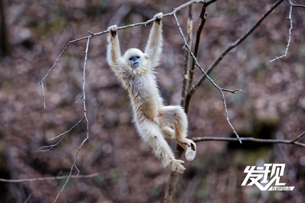 秦岭野生动物种类图片