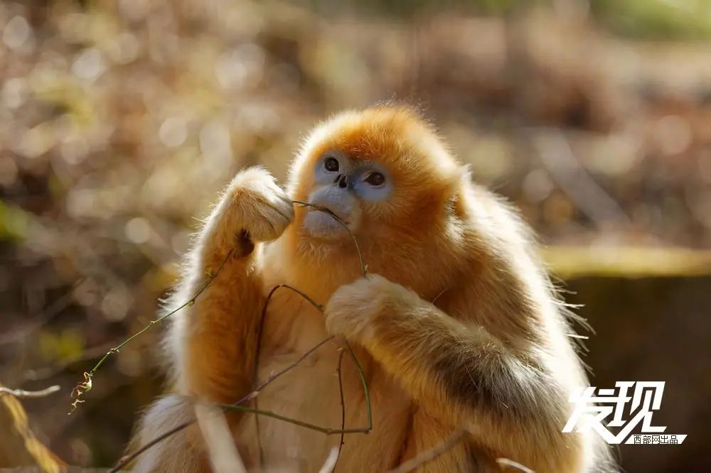 秦岭野生金丝猴悠然下山_澎湃号·媒体_澎湃新闻-the paper