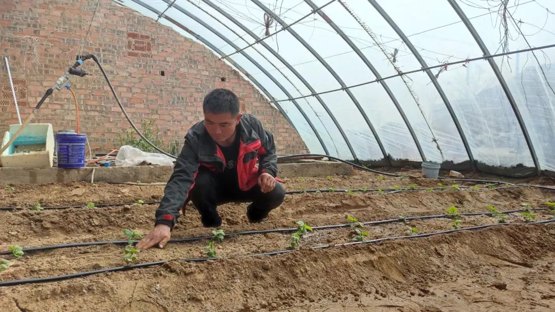 古浪万象耕新不负春温室大棚定植忙