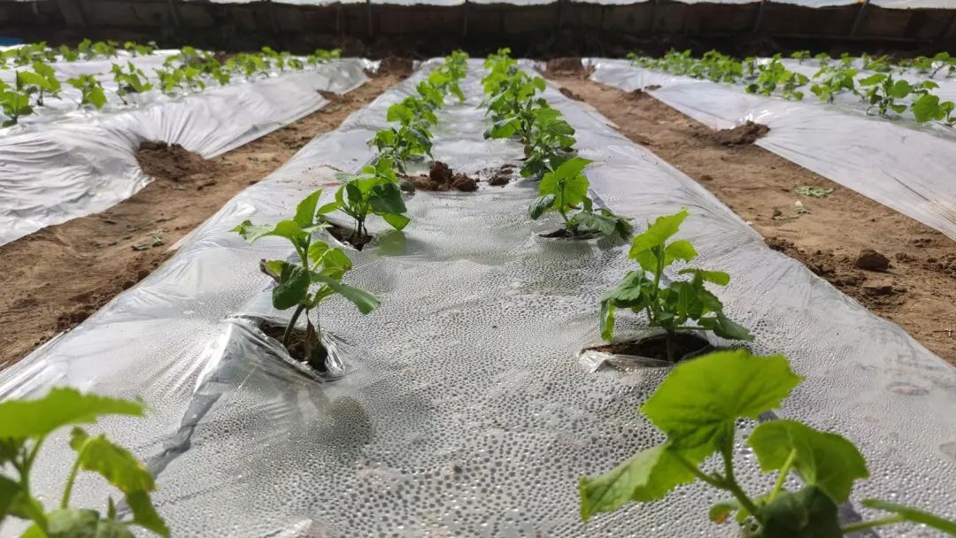 古浪万象耕新不负春温室大棚定植忙