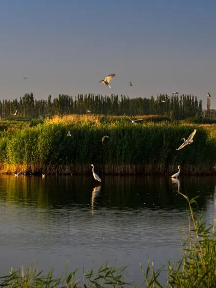 一片援疆林 一份援疆情_澎湃号·政务_澎湃新闻-the paper