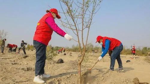 一片援疆林 一份援疆情_澎湃号·政务_澎湃新闻-the paper