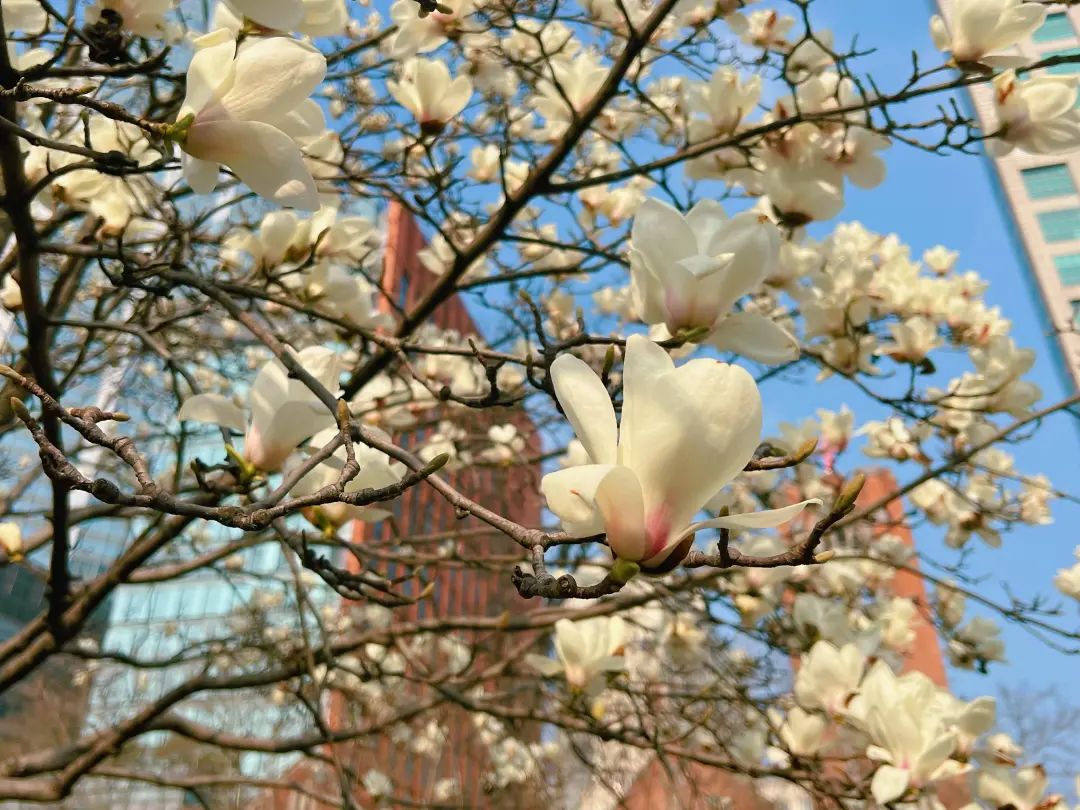 玉兰花开报春来,"市花"已进入最佳观赏期_澎湃号·政务_澎湃新闻-the
