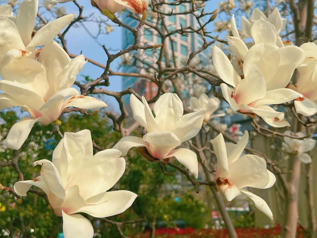 玉兰花开报春来,"市花"已进入最佳观赏期_澎湃号·政务_澎湃新闻-the