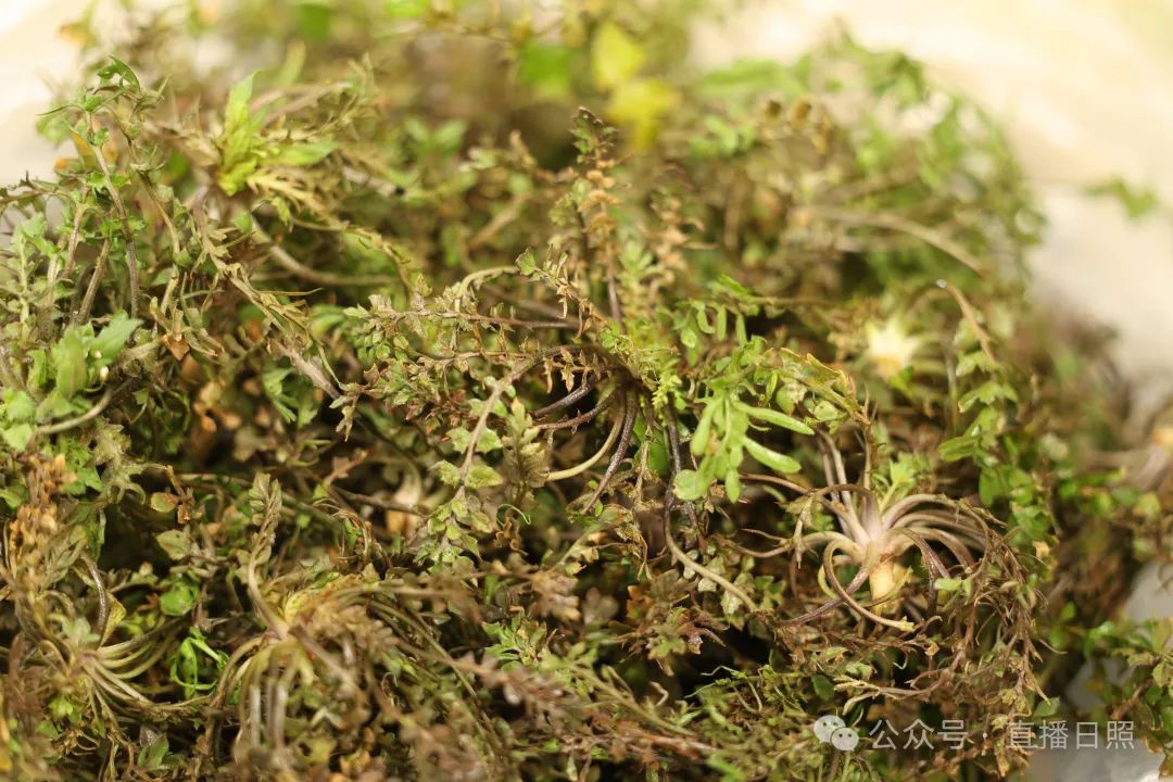 近日,记者走访多家农贸市场和超市发现,不少摊位都摆放了绿茵茵的荠菜