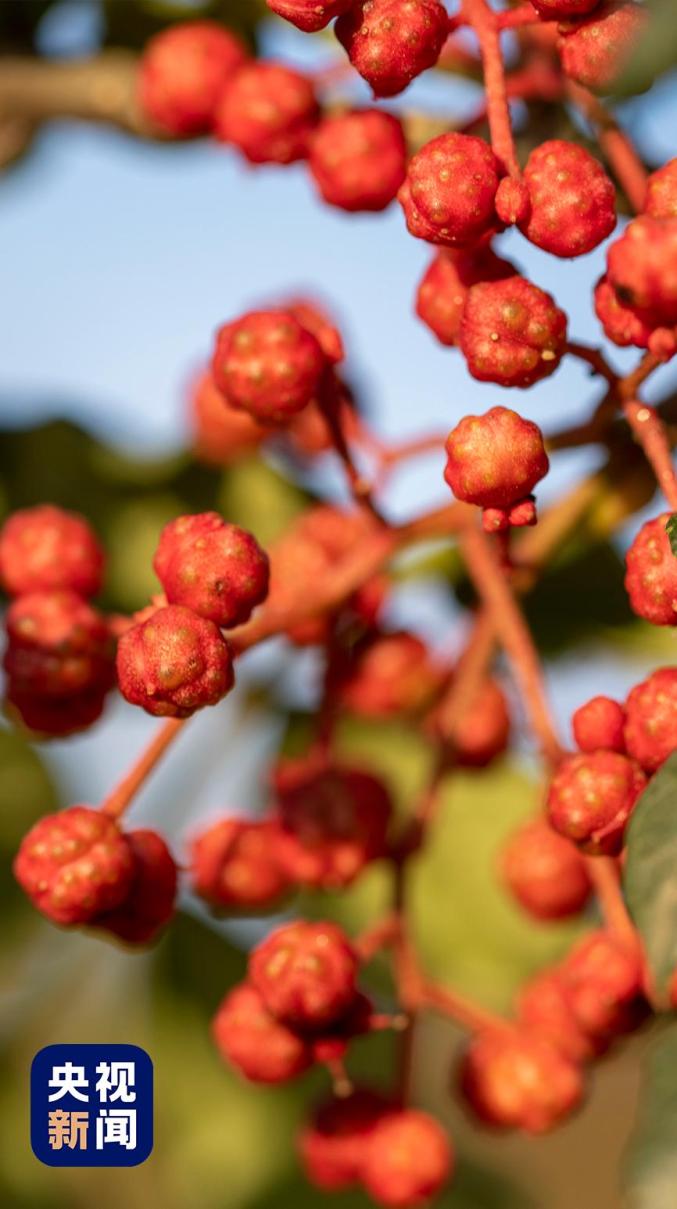 随机香 "拥" 一个没吃过的人_澎湃号·政务_澎湃新闻-the paper