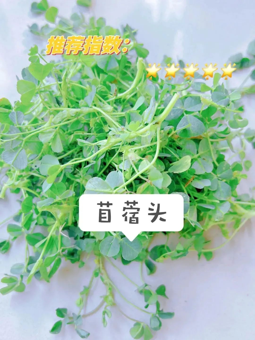 7苜蓿头小时候,总在三片叶子的苜蓿头丛中寻找着"幸运四叶草",江宁人