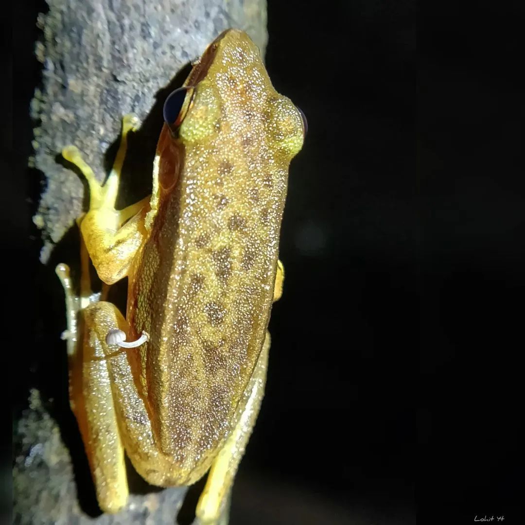 青蛙身上长蘑菇,"最后生还蛙"还能活多久?_澎湃号·湃客_澎湃新闻-the