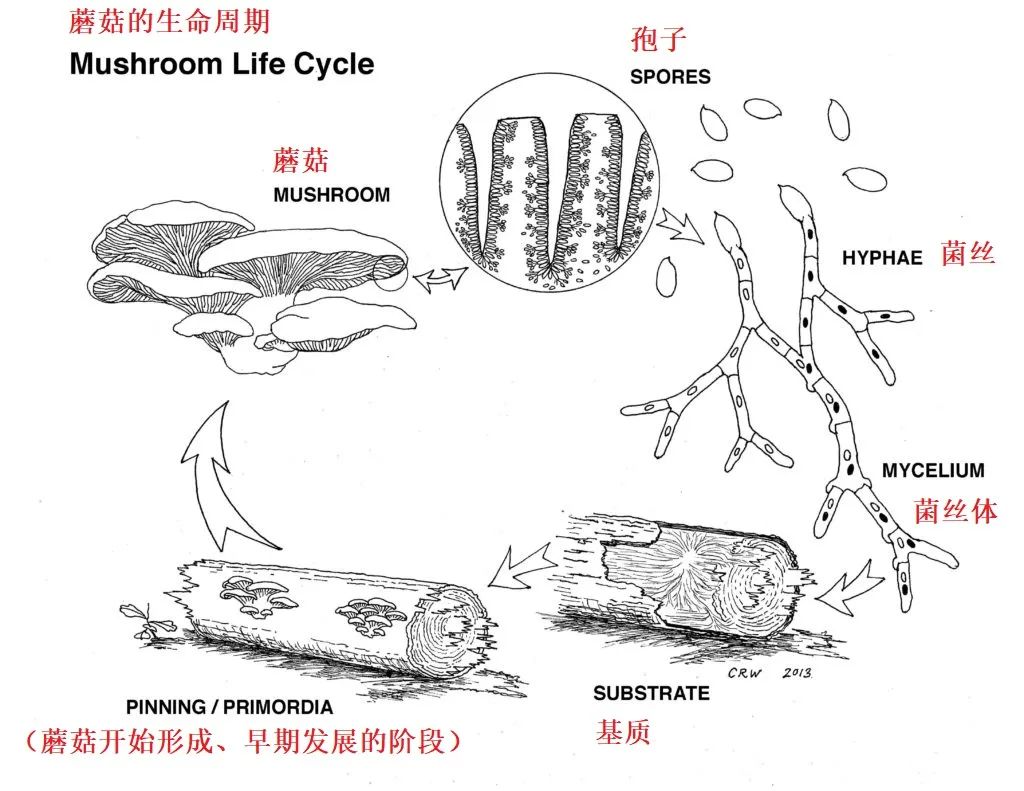 蘑菇生长过程示意图图片