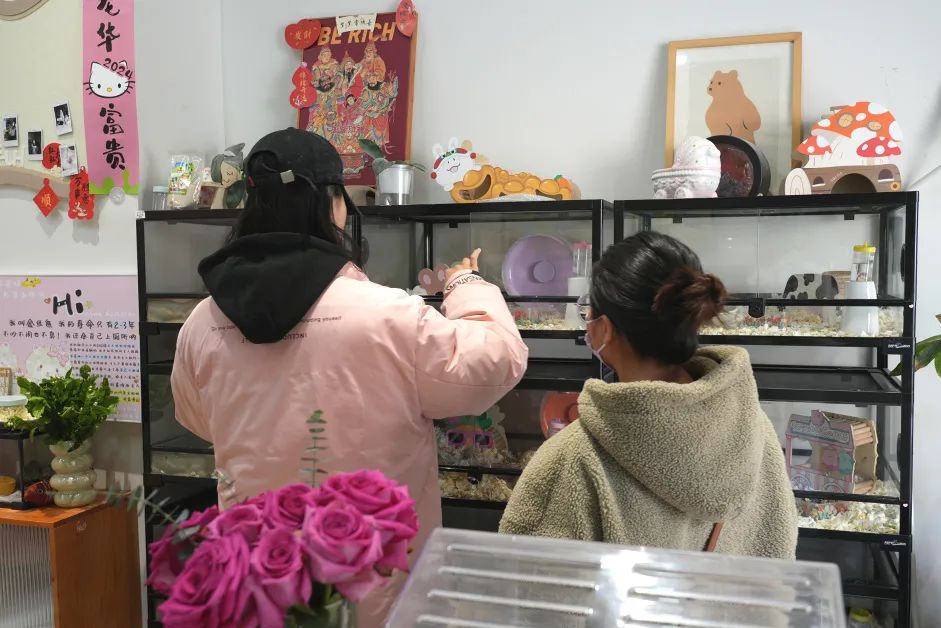 随着家庭的饲养规模不断扩大,2021年,吴诗洁周围不少喜欢仓鼠的朋友都