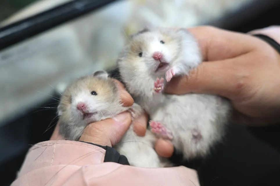 毕业后自主创业00后的她在金山开了家仓鼠店_澎湃号·政务_澎湃新闻-t