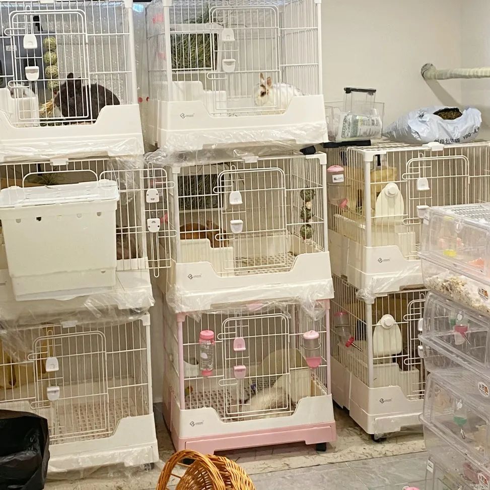 毕业后自主创业00后的她在金山开了家仓鼠店_澎湃号·政务_澎湃新闻