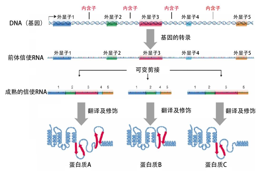 储存在dna(基因)中的遗传信息通过转录被传递给信使rna(mrna)