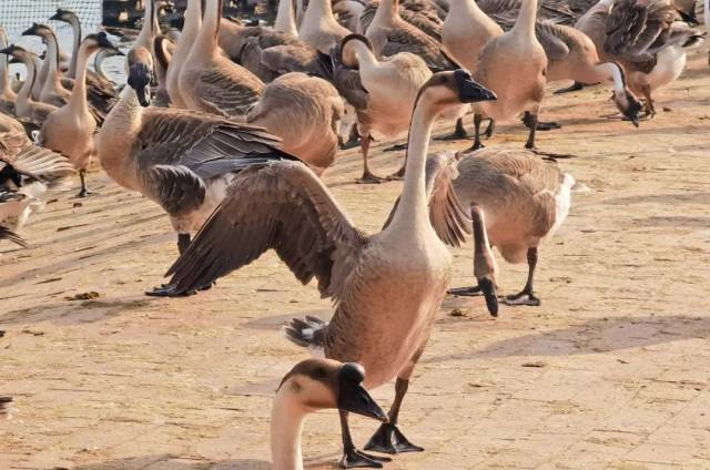 肇庆这个产业将有大发展→_澎湃号·政务_澎湃新闻-the paper