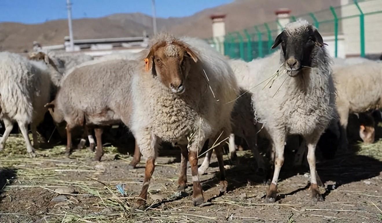 "去年,合作社工资加分红,我收入了7万多元,是全村最高的呢!