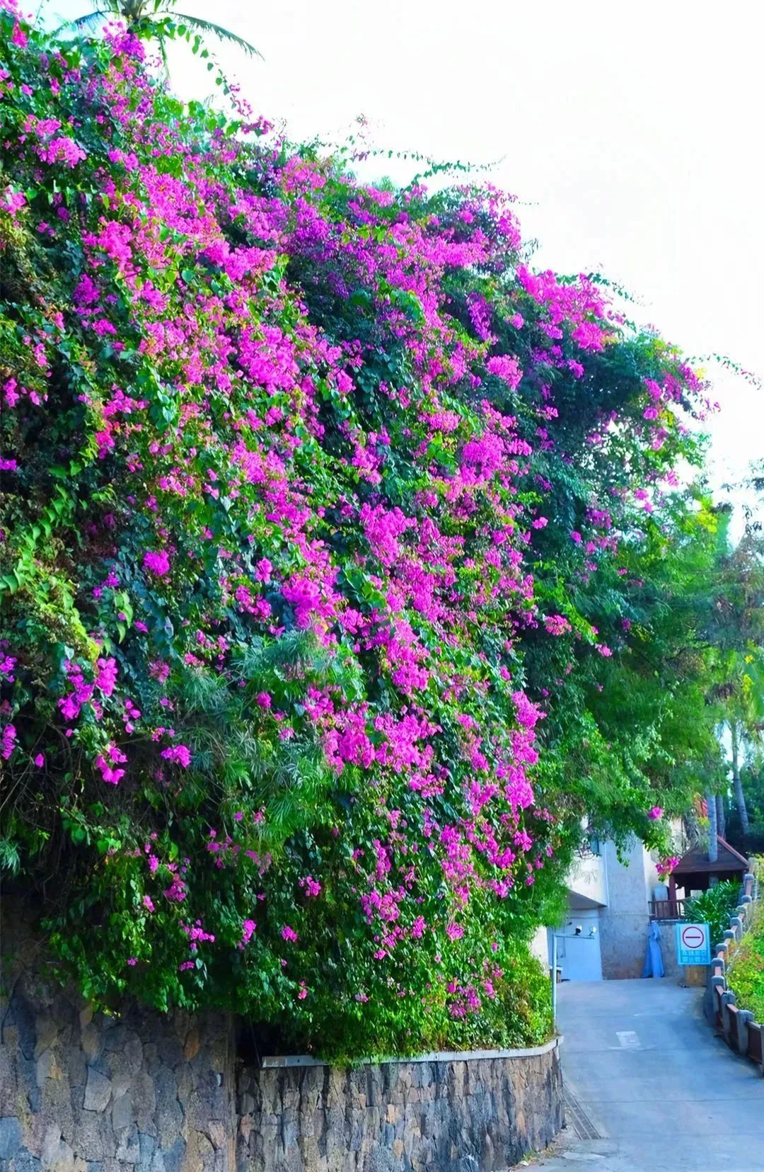 它在景区争奇斗艳作为海南省省花三亚市吉阳区三角梅基地的三角梅盛开