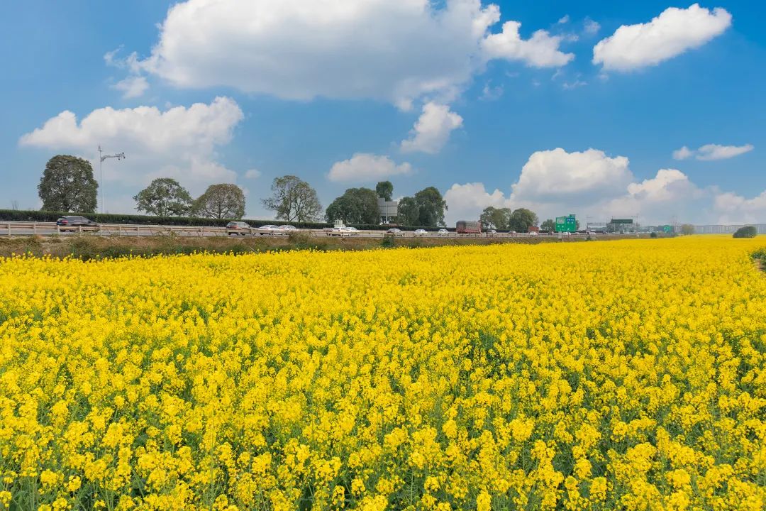 田上方飞驰而过漫画般的绝美场景一把子拿捏住凤 求 凰凤求凰一半麦田
