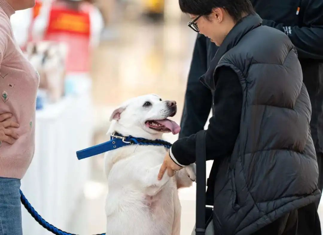 赞宁波 见文明 | 营造文明养犬氛围,北仑这么干_澎湃号·政务_澎湃