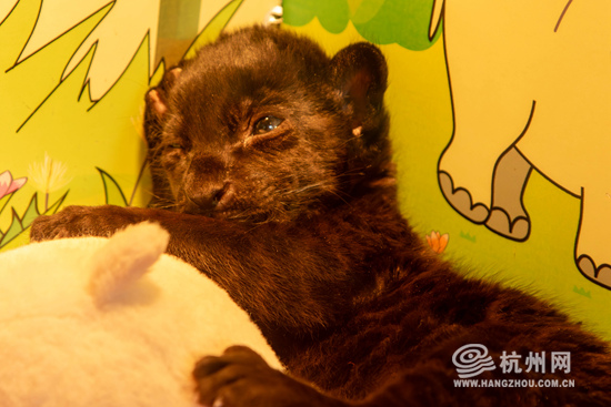 杭州这只刚满月的小黑虎"营业"啦!