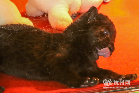 杭州这只刚满月的小黑虎"营业"啦!