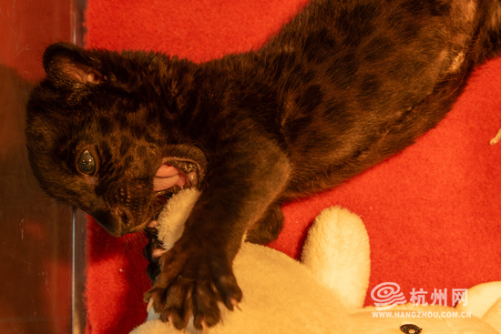杭州这只刚满月的小黑虎"营业"啦!