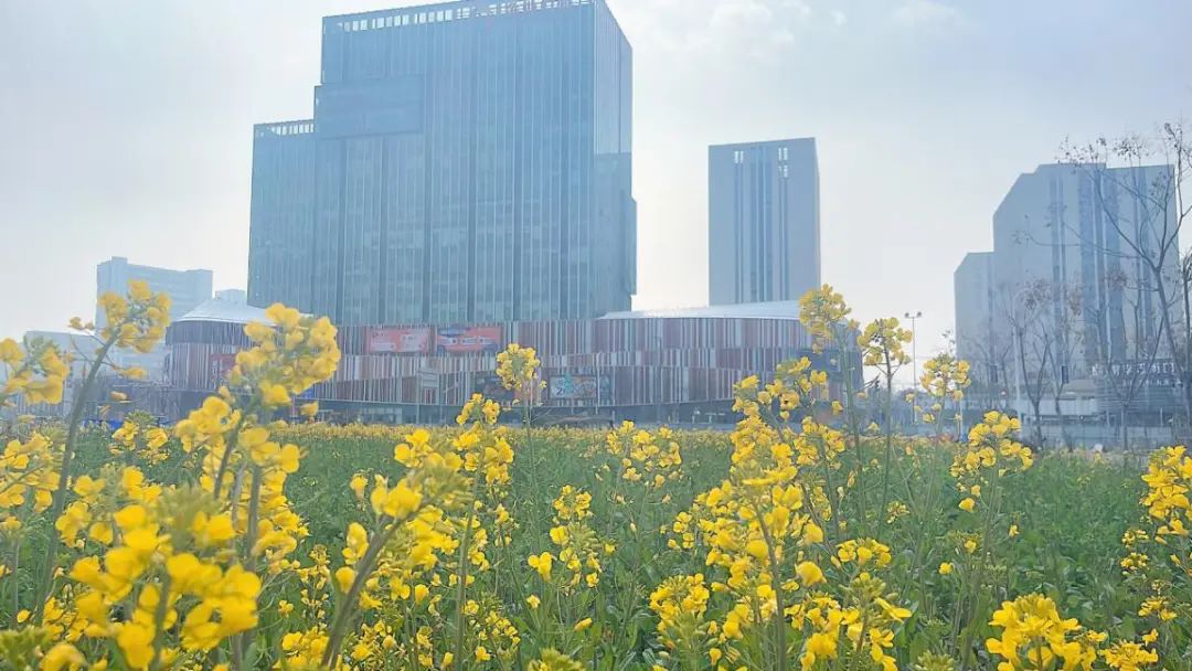 九里亭第一批春花开啦,美到心醉!_澎湃号·政务_澎湃新闻-the paper