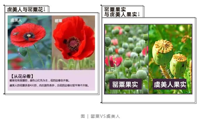 罂粟种子二,罂粟芽苗三,罂粟幼苗四,罂粟花蕾五,单瓣罂粟花六,罂粟花